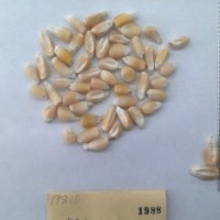 CIMMYTMA 1988 - Reference Inventory.jpg