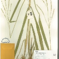 IRGC 100179 Herbarium