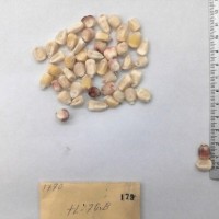 CIMMYTMA 179 - Reference Inventory.jpg