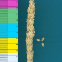 CWI67066_52594_546.jpg