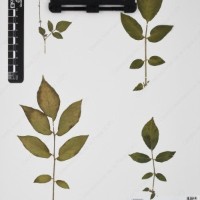 CIP 762335_OCHS 15599_07.jpg