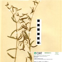 18229 herbarium