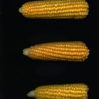 CIMMYTMA 4994 BRAZ 2152 AF20A-0903-186 E.jpg