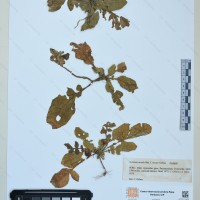 CIP 761144 herbarium