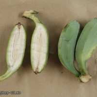 6.7.12 - Immature fruit peel colour