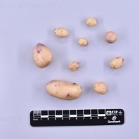 CIP 764062_SPV 6339_oti_T(i).jpg