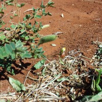 Argyrolobium tysonii 18246 (3).JPG