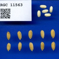 IRGC 11563 Seed Photo
