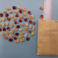 CIMMYTMA 7403 - Reference inventory.jpg