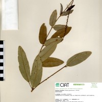 4028 herbarium