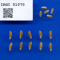 IRGC 51070 Seed Photo