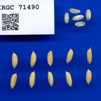IRGC 71490 Seed Photo