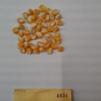 CIMMYTMA 4931 - Reference Inventory.jpg