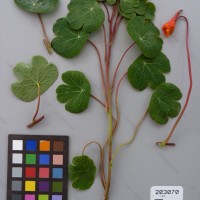 CIP 203070 Herbarium