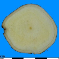 COL1134 root