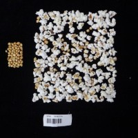 Popped and not popped comparison labeled.jpg