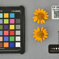 CIP 205008 (flower).jpg