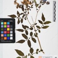 CIP 765690_RPSP 001_04.jpg