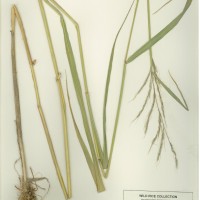 IRGC 105449 Herbarium
