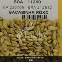 BRA00008595-1.JPG
