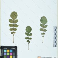 CIP 760510 herbarium