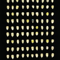 CIMMYTMA 7731 PUEB 522 BA24U-2903-207 K.jpg