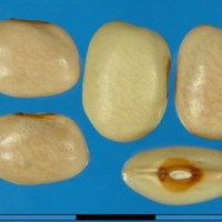 G16007 seed.jpg
