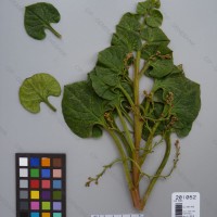 CIP 201052 Herbarium