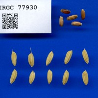IRGC 77930 Seed Photo