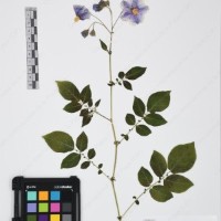 CIP 761836_OCH 13838_01.jpg