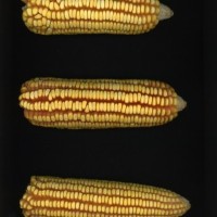 CIMMYTMA 21542 PAZM 07103 AF23A-0903-99 E.jpg