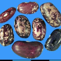 G23977C seed.jpg