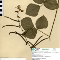 17293 herbarium