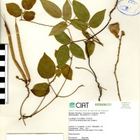 15086 herbarium