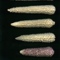 CIMMYTMA 5888 OAXA 280 BA22U-2903-88 C.jpg