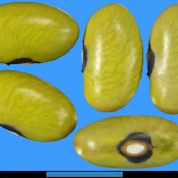 G22879 seed.jpg