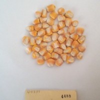 CIMMYTMA 4488 - Reference Inventory.jpg