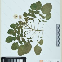 CIP 760491 herbarium