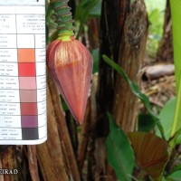 6.5.4 - Colour of the bract external face