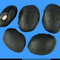 G2040 seed.jpg