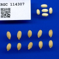 IRGC 114307 Seed Photo