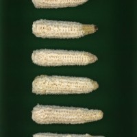 CIMMYTMA 384 CHIH 74 PV22A-1903-236 C5390 _compress.jpg