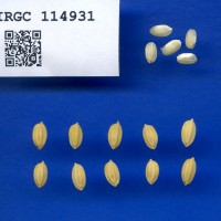 IRGC 114931 Seed Photo