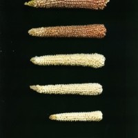 CIMMYTMA 5638 VERA 321 TC24U-2903-121 C.jpg