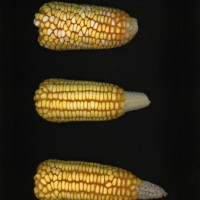 CIMMYTMA 5163 GUAT 62 AF19A-0903-25 E1.jpg