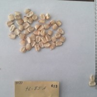 CIMMYTMA 413 - Reference Inventory.jpg