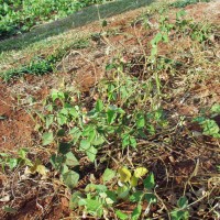 Macroptilium erythroloma 9925 plant.JPG