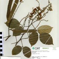 22373 herbarium