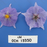 CIP 761590 Flower