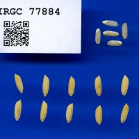 IRGC 77884 Seed Photo